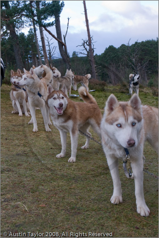 Huskies at the 25th Anniversary Siberian Husky Club of Great Britain Aviemore Sled Dog Rally 2008, Rothiemurchus Forest, Aviemore, Highland