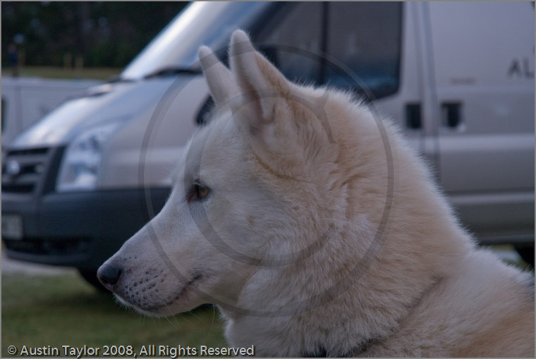 Huskies at the 25th Anniversary Siberian Husky Club of Great Britain Aviemore Sled Dog Rally 2008, Rothiemurchus Forest, Aviemore, Highland