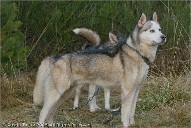 Huskies at the 25th Anniversary Siberian Husky Club of Great Britain Aviemore Sled Dog Rally 2008, Rothiemurchus Forest, Aviemore, Highland