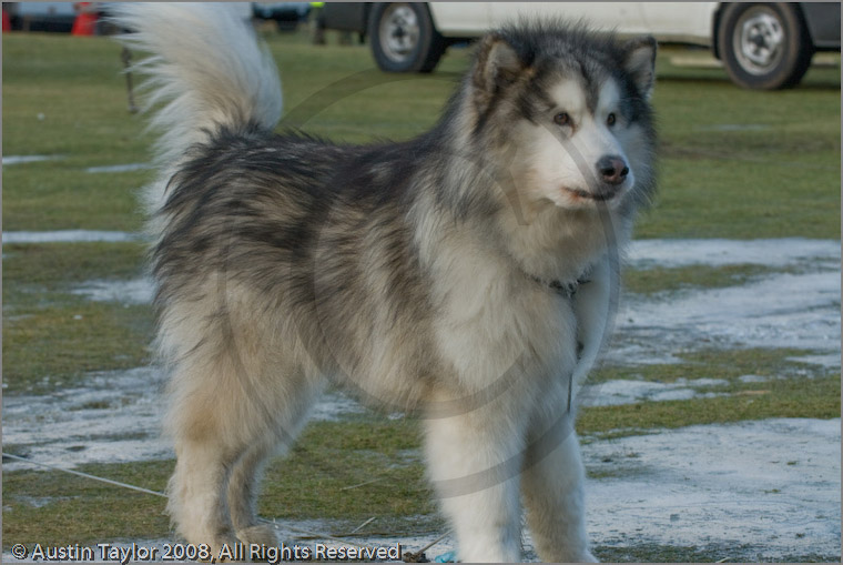 Huskies at the 25th Anniversary Siberian Husky Club of Great Britain Aviemore Sled Dog Rally 2008, Rothiemurchus Forest, Aviemore, Highland