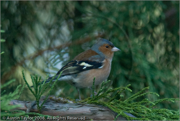 Chaffinch at Fair Winds, Carr Bridge, Highland
