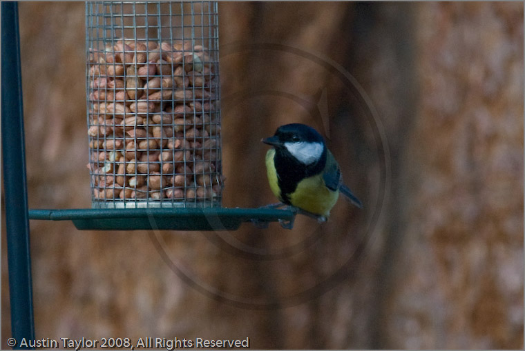 Great Tit at Fair Winds, Carr Bridge, Highland