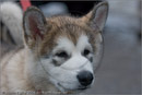 Husky pup at the 25th Anniversary Siberian Husky Club of Great Britain Aviemore Sled Dog Rally 2008