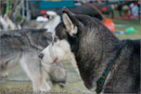 Huskies at the 25th Anniversary Siberian Husky Club of Great Britain Aviemore Sled Dog Rally 2008, Rothiemurchus Forest, Aviemore, Highland
