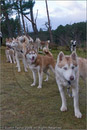 Huskies at the 25th Anniversary Siberian Husky Club of Great Britain Aviemore Sled Dog Rally 2008, Rothiemurchus Forest, Aviemore, Highland