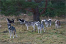 Huskies at the 25th Anniversary Siberian Husky Club of Great Britain Aviemore Sled Dog Rally 2008, Rothiemurchus Forest, Aviemore, Highland