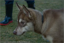 Huskies at the 25th Anniversary Siberian Husky Club of Great Britain Aviemore Sled Dog Rally 2008, Rothiemurchus Forest, Aviemore, Highland
