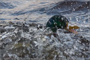 Mallard ducks, Loch Morlich, Aviemore, Highland