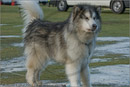 Huskies at the 25th Anniversary Siberian Husky Club of Great Britain Aviemore Sled Dog Rally 2008, Rothiemurchus Forest, Aviemore, Highland