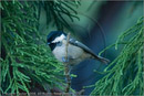 Coat Tit at Fair Winds, Carr Bridge, Highland