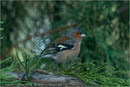 Chaffinch at Fair Winds, Carr Bridge, Highland
