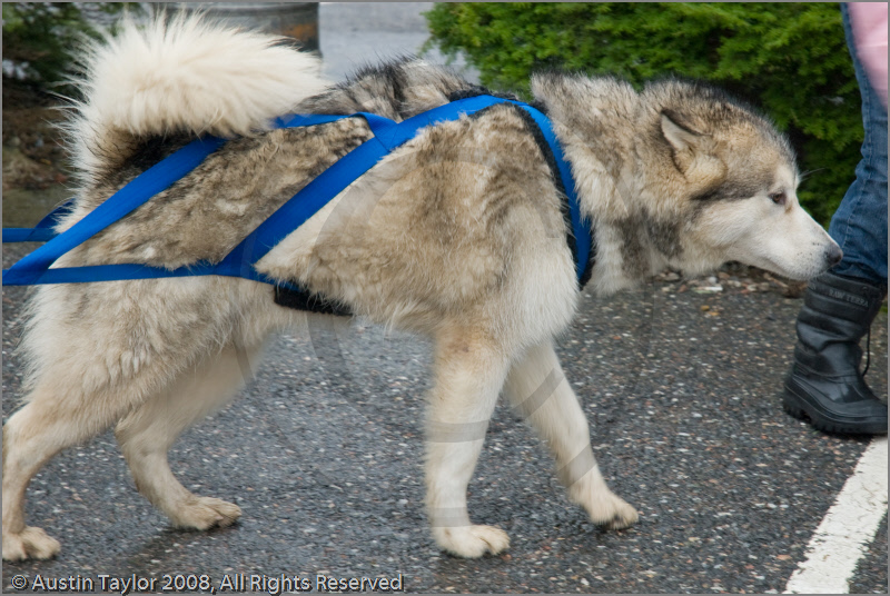 Huskies, Malamutes and Samoyed at the weight pull (542lb) at Dalfaber Hotel car park, Aviemore, Highland