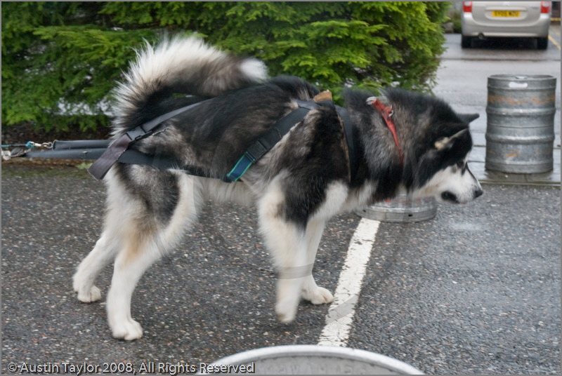 Huskies, Malamutes and Samoyed at the weight pull (542lb) at Dalfaber Hotel car park, Aviemore, Highland