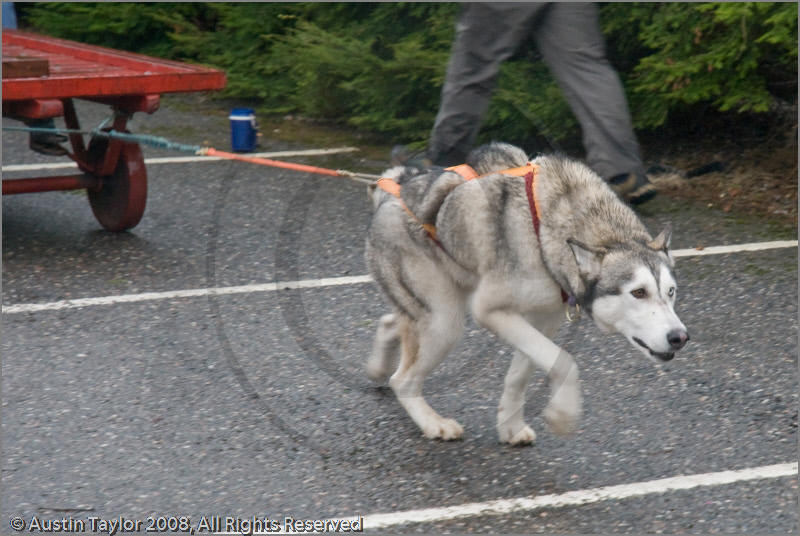 Huskies, Malamutes and Samoyed at the weight pull (542lb) at Dalfaber Hotel car park, Aviemore, Highland