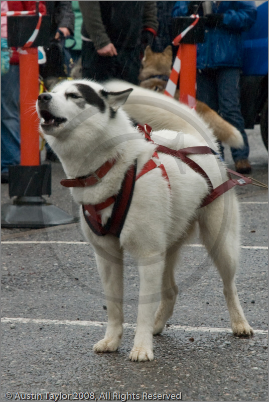 Huskies, Malamutes and Samoyed at the weight pull (542lb) at Dalfaber Hotel car park, Aviemore, Highland