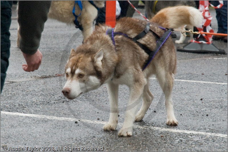 Huskies, Malamutes and Samoyed at the weight pull (542lb) at Dalfaber Hotel car park, Aviemore, Highland