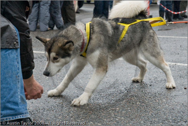 Huskies, Malamutes and Samoyed at the weight pull (542lb) at Dalfaber Hotel car park, Aviemore, Highland