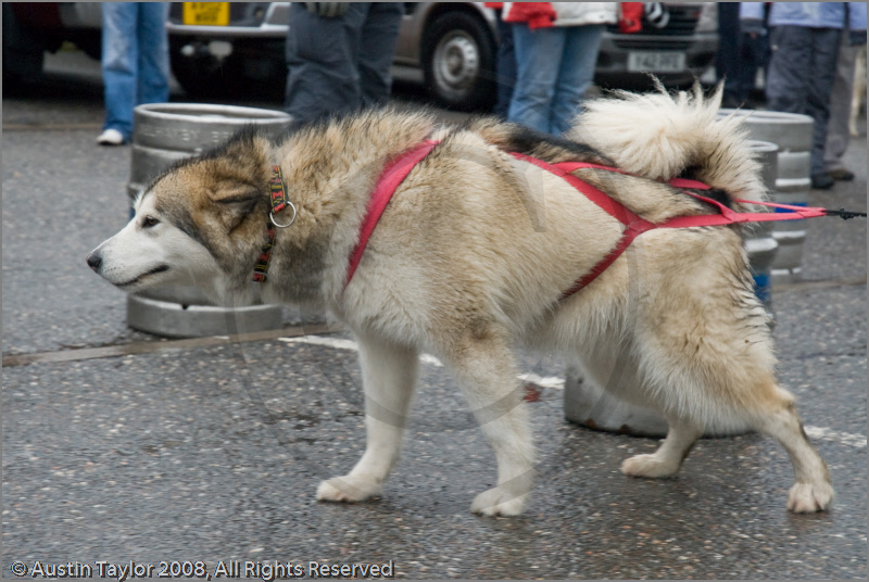 Huskies, Malamutes and Samoyed at the weight pull (542lb) at Dalfaber Hotel car park, Aviemore, Highland