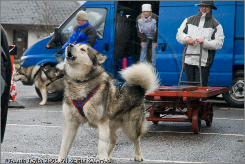 Huskies, Malamutes and Samoyed at the weight pull (542lb) at Dalfaber Hotel car park, Aviemore, Highland