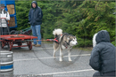 Huskies, Malamutes and Samoyed at the weight pull (542lb) at Dalfaber Hotel car park, Aviemore, Highland