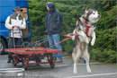 Huskies, Malamutes and Samoyed at the weight pull (542lb) at Dalfaber Hotel car park, Aviemore, Highland