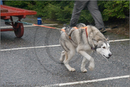 Huskies, Malamutes and Samoyed at the weight pull (542lb) at Dalfaber Hotel car park, Aviemore, Highland
