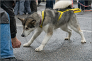 Huskies, Malamutes and Samoyed at the weight pull (542lb) at Dalfaber Hotel car park, Aviemore, Highland