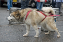 Huskies, Malamutes and Samoyed at the weight pull (542lb) at Dalfaber Hotel car park, Aviemore, Highland