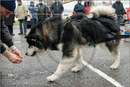 Huskies, Malamutes and Samoyed at the weight pull (542lb) at Dalfaber Hotel car park, Aviemore, Highland