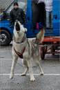 Huskies, Malamutes and Samoyed at the weight pull (542lb) at Dalfaber Hotel car park, Aviemore, Highland