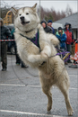 Huskies, Malamutes and Samoyed at the weight pull (542lb) at Dalfaber Hotel car park, Aviemore, Highland