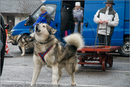 Huskies, Malamutes and Samoyed at the weight pull (542lb) at Dalfaber Hotel car park, Aviemore, Highland