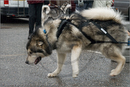 Huskies, Malamutes and Samoyed at the weight pull (542lb) at Dalfaber Hotel car park, Aviemore, Highland