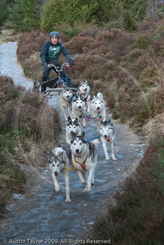 Class A - Racing Team competing in the Siberian Husky Club of GB Sled Dog Rally 2009, Glenmore Forest Park, Aviemore, Inverness-shire