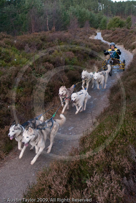 Class A - Racing Team competing in the Siberian Husky Club of GB Sled Dog Rally 2009, Glenmore Forest Park, Aviemore, Inverness-shire