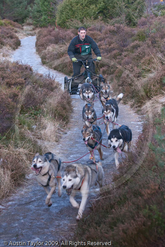 Class A - Racing Team competing in the Siberian Husky Club of GB Sled Dog Rally 2009, Glenmore Forest Park, Aviemore, Inverness-shire