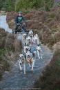 Class A - Racing Team competing in the Siberian Husky Club of GB Sled Dog Rally 2009, Glenmore Forest Park, Aviemore, Inverness-shire