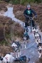 Class A - Racing Team competing in the Siberian Husky Club of GB Sled Dog Rally 2009, Glenmore Forest Park, Aviemore, Inverness-shire