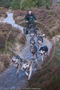 Class A - Racing Team competing in the Siberian Husky Club of GB Sled Dog Rally 2009, Glenmore Forest Park, Aviemore, Inverness-shire