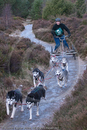 Class A - Racing Team competing in the Siberian Husky Club of GB Sled Dog Rally 2009, Glenmore Forest Park, Aviemore, Inverness-shire