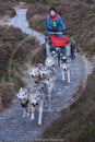Class A - Racing Team competing in the Siberian Husky Club of GB Sled Dog Rally 2009, Glenmore Forest Park, Aviemore, Inverness-shire