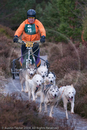Class A - Racing Team competing in the Siberian Husky Club of GB Sled Dog Rally 2009, Glenmore Forest Park, Aviemore, Inverness-shire