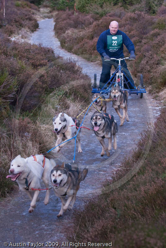 Class B - Racing Team competing in the Siberian Husky Club of GB Sled Dog Rally 2009, Glenmore Forest Park, Aviemore, Inverness-shire