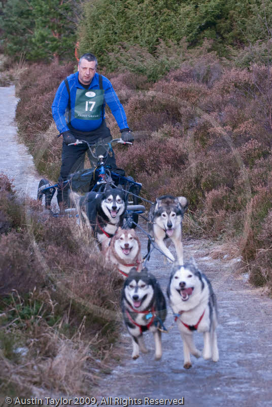 Class B - Racing Team competing in the Siberian Husky Club of GB Sled Dog Rally 2009, Glenmore Forest Park, Aviemore, Inverness-shire