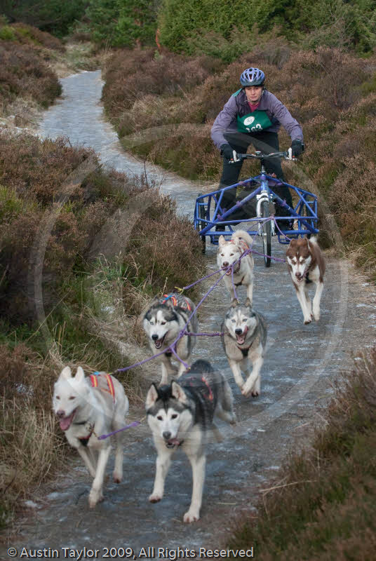 Class B - Racing Team competing in the Siberian Husky Club of GB Sled Dog Rally 2009, Glenmore Forest Park, Aviemore, Inverness-shire