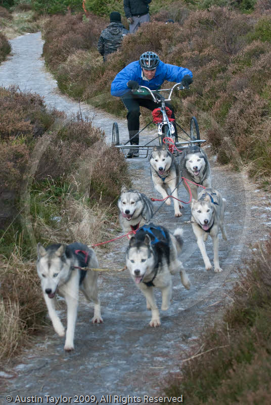 Class B - Racing Team competing in the Siberian Husky Club of GB Sled Dog Rally 2009, Glenmore Forest Park, Aviemore, Inverness-shire