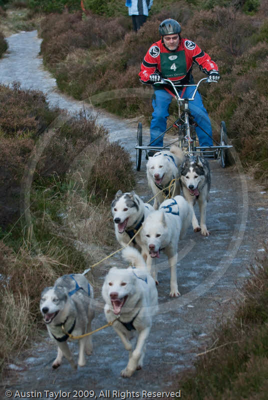 Class B - Racing Team competing in the Siberian Husky Club of GB Sled Dog Rally 2009, Glenmore Forest Park, Aviemore, Inverness-shire