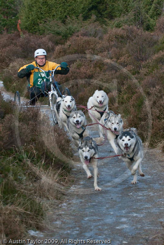 Class B - Racing Team competing in the Siberian Husky Club of GB Sled Dog Rally 2009, Glenmore Forest Park, Aviemore, Inverness-shire