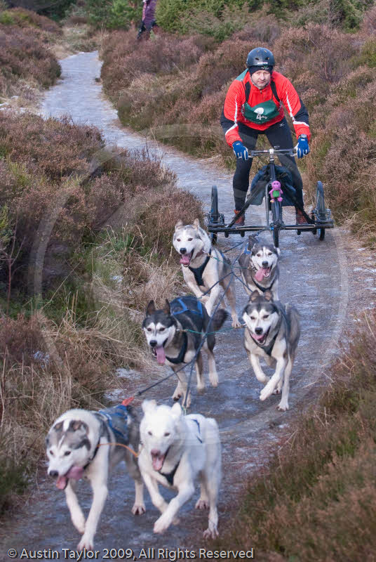 Class B - Racing Team competing in the Siberian Husky Club of GB Sled Dog Rally 2009, Glenmore Forest Park, Aviemore, Inverness-shire