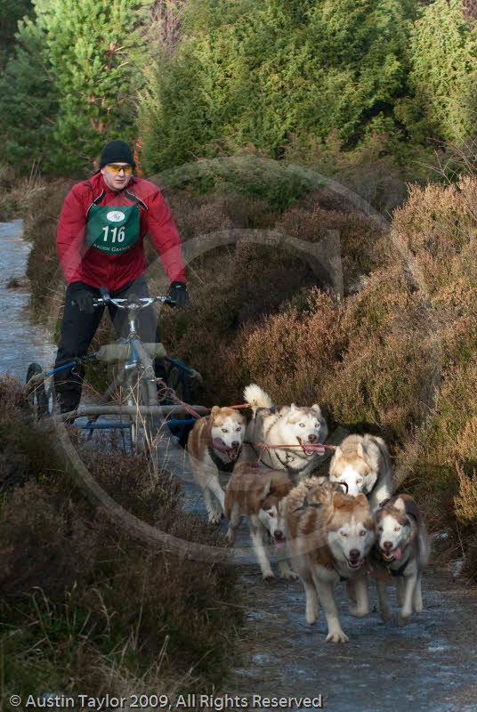 Class B - Racing Team competing in the Siberian Husky Club of GB Sled Dog Rally 2009, Glenmore Forest Park, Aviemore, Inverness-shire